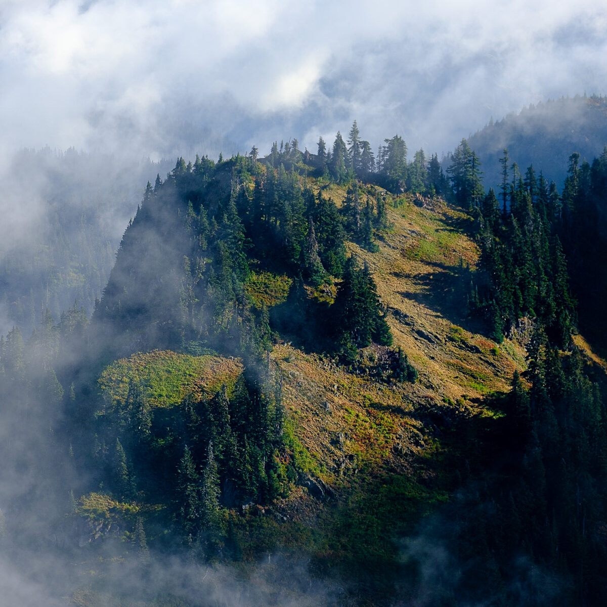 Mist-shrouded mountainside with evergreen trees and sunlit rocky slope revealing patches of green grass and shrubs.