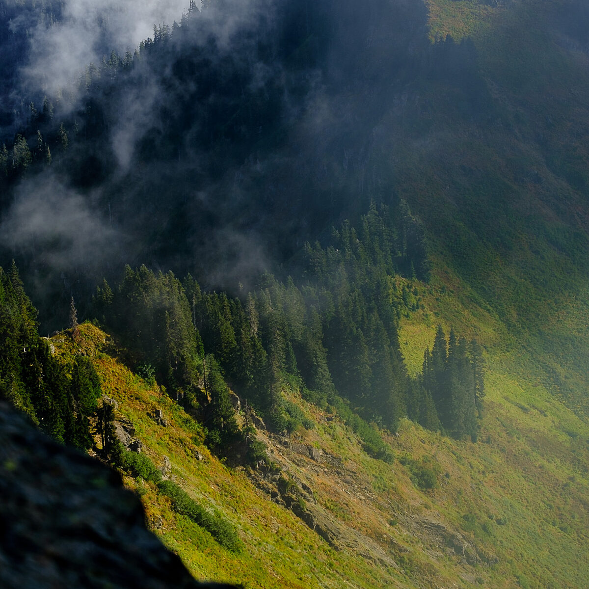 Aerial view of a forested mountain slope with misty clouds drifting over treetops and sunlit grassy patches.