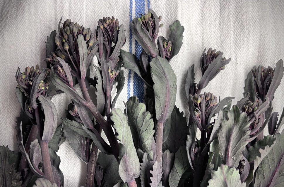Bundles of purple-tinted leafy stems with closed flower buds arranged against a woven fabric backdrop.